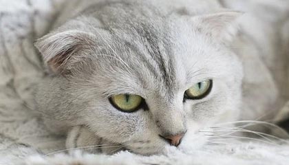 藍(lán)奏云直鏈解析接口有哪些功能：API文檔和免費(fèi)測(cè)試如何使用？